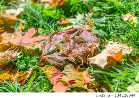 Vibrant and Colorful Autumn Leaves Littering the Grass in a Serene Park Environment Vibrant and Colorful Autumn Leaves Littering the Grass in a Serene Park Environment 134126044