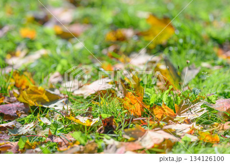 The Autumn Leaves Rest Gently on the Fresh, Lush Green Grass, Creating a Peaceful Scene 134126100