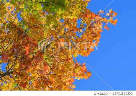 The Beautiful and Vibrant Autumn Leaves Seen Against a Clear and Bright Blue Sky Above 134126106