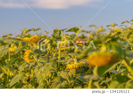A Vibrant and Colorful Golden Sunflower Field is Spreading Under a Bright Blue Sky Above 134126121