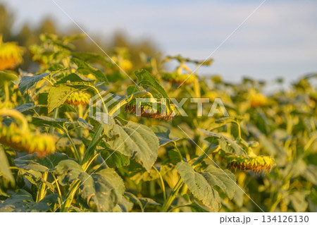 A Stunning Sunflower Field Bathed in Golden Light at Sunset A Truly Breathtaking Landscape 134126130