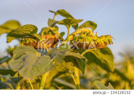 Sunflowers basking in the warm, golden light during the enchanting moments of dusk Sunflowers basking in the warm, golden light during the enchanting moments of dusk 134126132