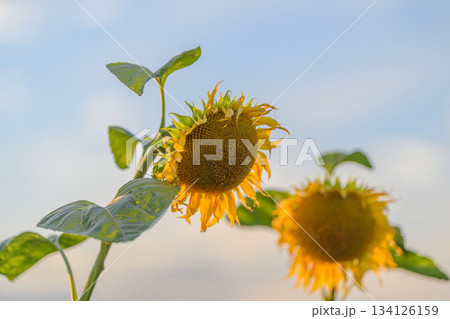 A field of vibrant sunflowers stands tall against a bright blue sky, embodying beauty and joy A field of vibrant sunflowers stands tall against a bright blue sky, embodying beauty and joy 134126159