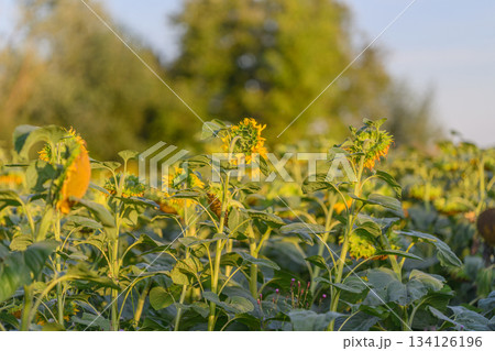 Golden Sunflowers Enthusiastically Blooming in a Field Under the Soft Morning Light Golden Sunflowers Enthusiastically Blooming in a Field Under the Soft Morning Light 134126196