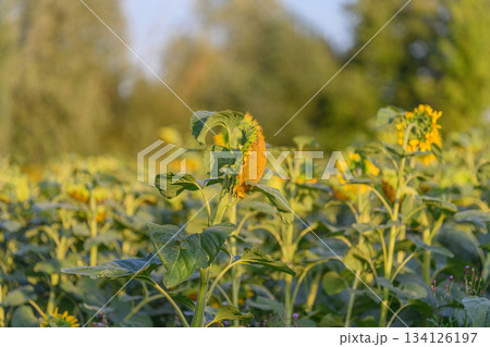 A Beautiful and Vibrant Sunflower Blooming in a Scenic Field During Sunrise Hours 134126197