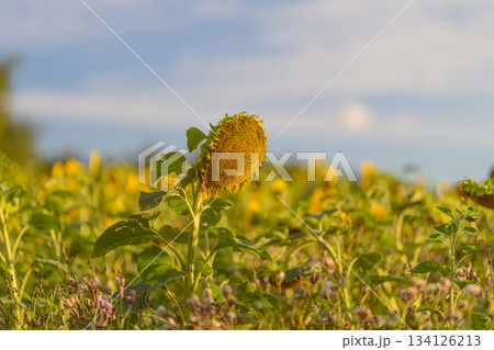 A Vibrant and Lush Sunflower Field Spreading Out Beneath a Beautiful and Clear Blue Sky 134126213