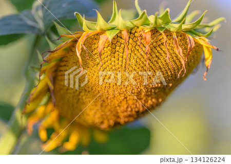 A Beautiful Golden Sunflower Head that is Full of Ripened Seeds Ready for Harvesting 134126224