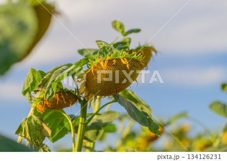 A closeup view of a vibrant sunflower bathed in sunlight, set in a lush field under a clear sky A closeup view of a vibrant sunflower bathed in sunlight, set in a lush field under a clear sky 134126231