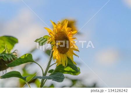 A Radiant and Vibrant Sunflower Standing Proudly Against a Brilliant Blue Sky Above 134126242