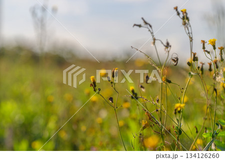 Vibrant wildflowers are flourishing beautifully in a picturesque outdoor setting 134126260