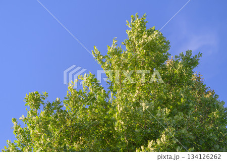 A Vibrant Tree Canopy Flourishing Under a Clear and Bright Blue Sky Creating a Perfect View 134126262