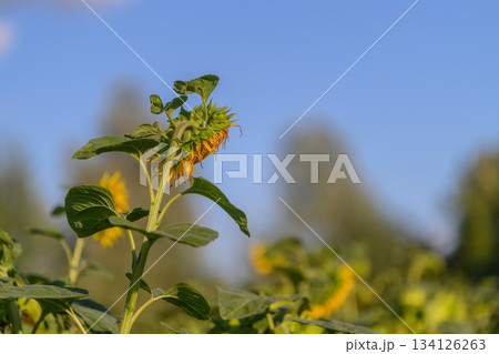 A beautiful Sunflower Plant is in full bloom against a stunning clear blue sky backdrop A beautiful Sunflower Plant is in full bloom against a stunning clear blue sky backdrop 134126263