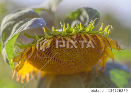 A Stunning CloseUp View of a Sunflower Head with Bright Yellow Petals and Green Leaves 134126279