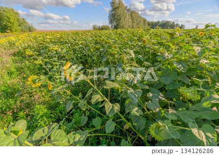 A Beautiful and Vibrant Field of Bright Yellow Sunflowers Extending Under a Clear Bright Blue Sky A Beautiful and Vibrant Field of Bright Yellow Sunflowers Extending Under a Clear Bright Blue Sky 134126286