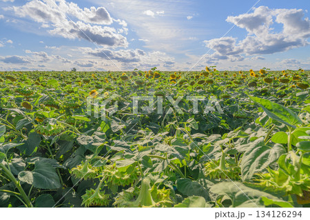 A Vast and Vibrant Sunflower Field Beneath a Beautifully Bright Sky with Stunning Clouds 134126294
