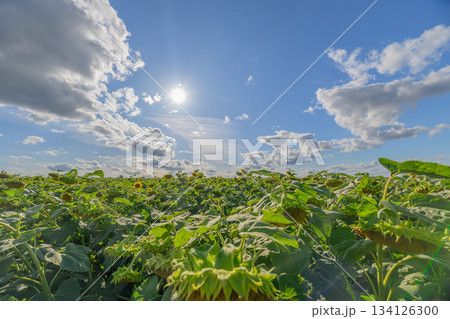 A Breathtaking and Expansive Sunflower Field Beneath a Bright and Vibrant Sky Above 134126300