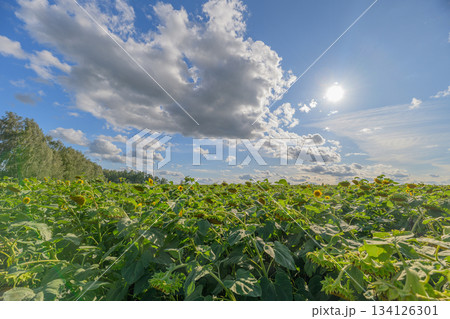 Sunlit Fields Set Uniquely Underneath a Beautifully Cloudy and Expansive Blue Sky Above Us 134126301