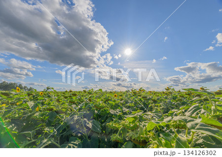 A beautiful sunflower field in sunlight stretches gracefully beneath a clear blue sky A beautiful sunflower field in sunlight stretches gracefully beneath a clear blue sky 134126302