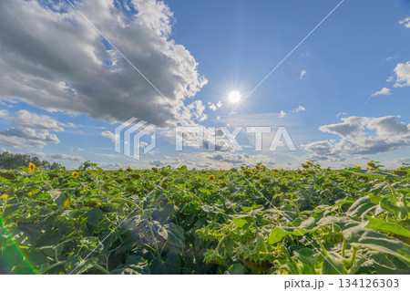 A Vibrant Sunflower Field Flourishing Under a Beautiful and Bright Blue Sky Above A Vibrant Sunflower Field Flourishing Under a Beautiful and Bright Blue Sky Above 134126303
