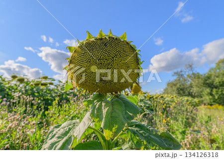A Beautiful and Vibrant Sunflower Standing Proudly Against a Clear Blue Sky Above 134126318