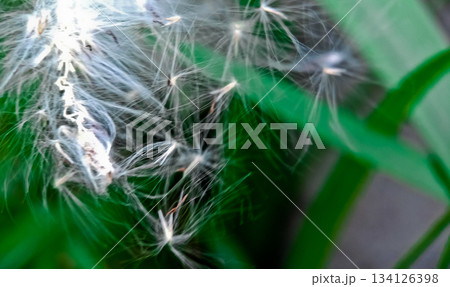 close-up photo of reeds in the wild close-up photo of reeds in the wild 134126398