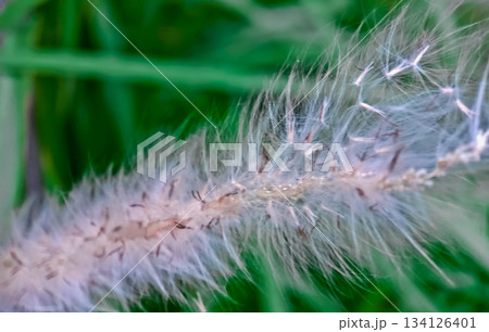 close-up photo of reeds in the wild close-up photo of reeds in the wild 134126401