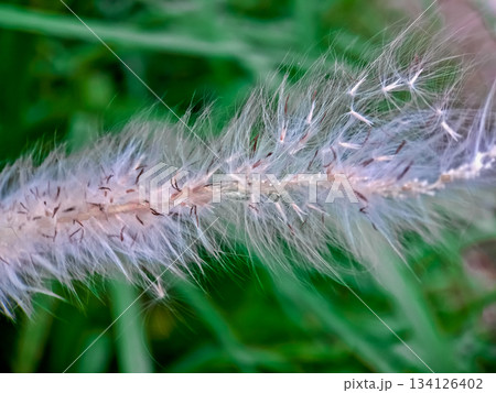 close-up photo of reeds in the wild 134126402