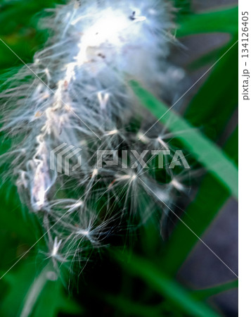 close-up photo of reeds in the wild close-up photo of reeds in the wild 134126405