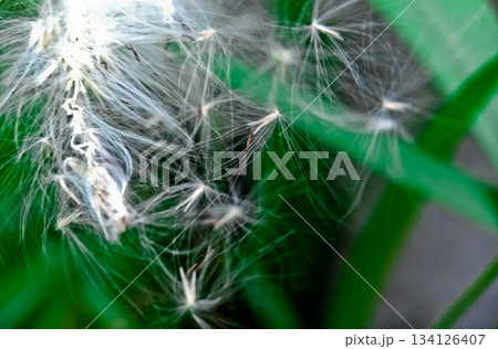 close-up photo of reeds in the wild close-up photo of reeds in the wild 134126407