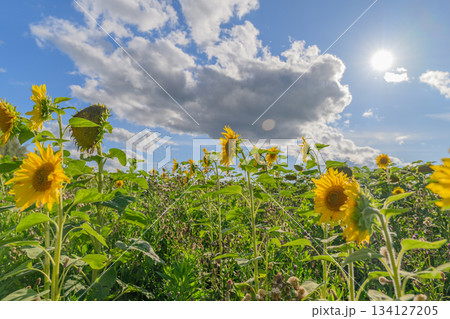 A Stunningly Breathtaking and Vibrant Sunflower Field Is Bathed Under the Bright Blue Sky Above 134127205