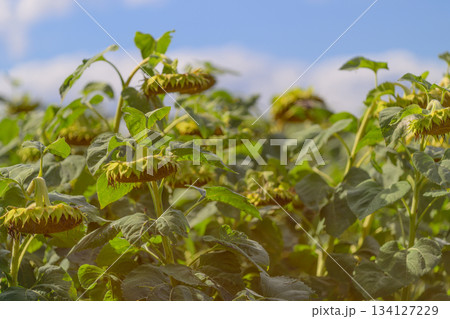 An Expansive and Picturesque Sky Over A Beautiful Field of Bright and Cheerful Sunflowers 134127229