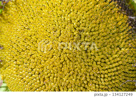 A Stunning CloseUp of a Beautiful Sunflower Head Captured in Blooming Green Tones A Stunning CloseUp of a Beautiful Sunflower Head Captured in Blooming Green Tones 134127249