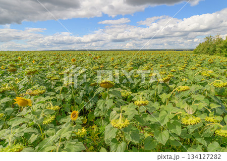 A Beautiful and Vibrant Sunflower Field Spreading Beneath a Clear Blue Sky Above 134127282