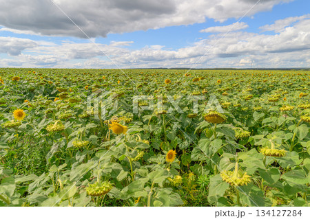 A Beautiful and Vibrant Sunflower Field Spanning Under a Scenic and Clear Sky Above 134127284