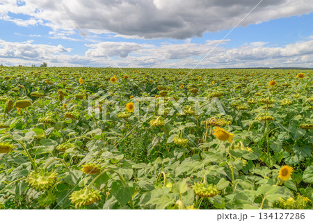 A Beautiful Vibrant Sunflower Field Underneath a Bright Blue Sky on a Warm Summer Day A Beautiful Vibrant Sunflower Field Underneath a Bright Blue Sky on a Warm Summer Day 134127286