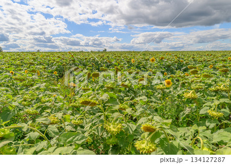 A Beautiful and Vibrant Sunflower Field Extending Under a Bright and Clear Blue Sky A Beautiful and Vibrant Sunflower Field Extending Under a Bright and Clear Blue Sky 134127287