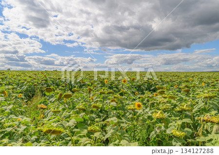 A Vast and Expansive Field Filled with Bright Yellow Sunflowers Beneath a Cloudy and Vibrant Sky A Vast and Expansive Field Filled with Bright Yellow Sunflowers Beneath a Cloudy and Vibrant Sky 134127288