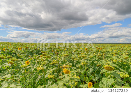 A Stunning and Vibrant Sunflower Field Beautifully Set Against an EyeCatching Dramatic Sky A Stunning and Vibrant Sunflower Field Beautifully Set Against an EyeCatching Dramatic Sky 134127289