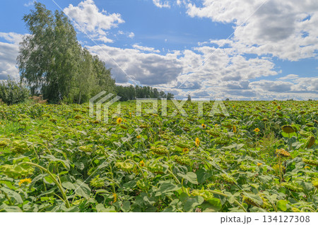 A Stunning and Vibrant Green Sunflower Field Shining Brightly Under a Cloudy Sky Above 134127308
