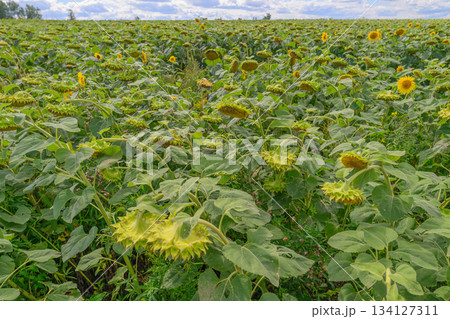 A Beautiful and Vibrant Sunflower Field Stretching Vastly Under a Bright Blue Sky 134127311