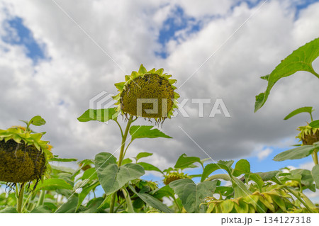 A Beautiful Sunflower Field Positioned Under a Bright Blue Sky Adorned with Fluffy Clouds A Beautiful Sunflower Field Positioned Under a Bright Blue Sky Adorned with Fluffy Clouds 134127318