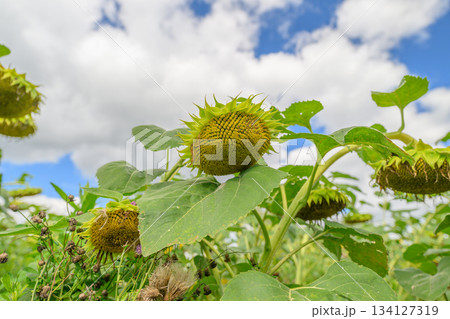 A Beautiful and Vibrant Sunflower Field Spreading Underneath a Bright Blue Sky Above 134127319
