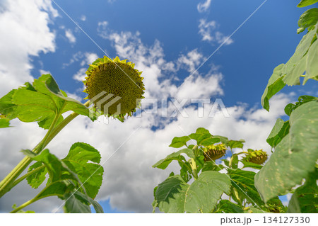 The Field of Vibrant Sunflowers Flourishing Under a Clear Blue Sky is Truly Breathtaking 134127330