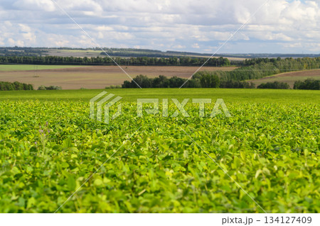 Lush, Vibrant Green Fields Beneath a Bright and Clear Blue Sky, Surrounded by Natures Beauty 134127409