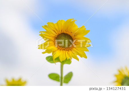 A Vibrant Sunflower Blossoming Beautifully Against a Clear Blue Sky on a Sunny Day 134127431