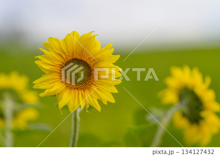 A Bright and Cheerful Sunflower Bloom Set Against a Lush Green Natural Background A Bright and Cheerful Sunflower Bloom Set Against a Lush Green Natural Background 134127432