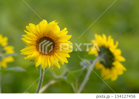 Beautiful Bright Sunflowers Are Blooming Vibrantly in Natures Gorgeous Landscape 134127456