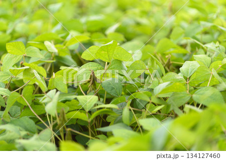 Lush Green soybean Foliage with Bright and Vibrant Leaves Set in a Beautiful Natural Environment 134127460
