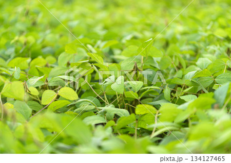 Lush Green soybean Foliage Beautifully Covering the Ground in a Serene and Tranquil Environment Lush Green soybean Foliage Beautifully Covering the Ground in a Serene and Tranquil Environment 134127465