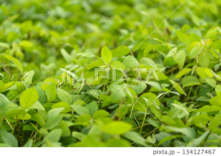 The Lush Green Foliage That Is Abundant in Nature Is Truly an Inspiring Sight to Behold The Lush Green Foliage That Is Abundant in Nature Is Truly an Inspiring Sight to Behold 134127467